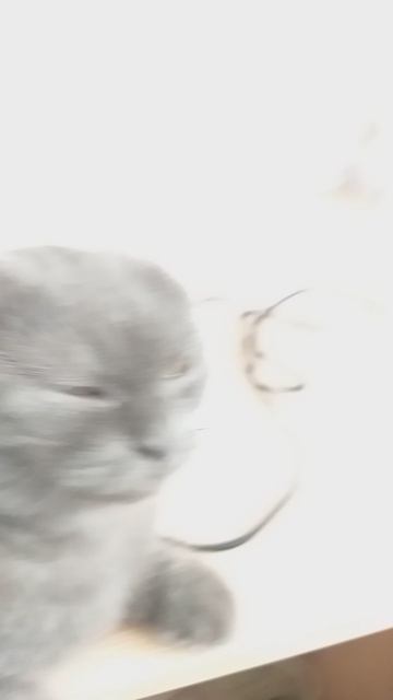 моя кошечка соня смотреть онлайн