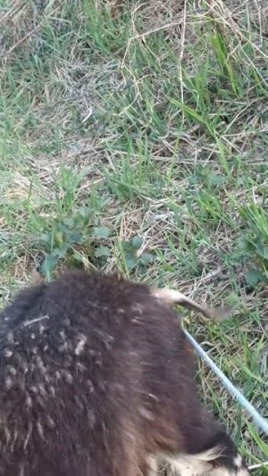 Марина Краюшкина и Вовка. Выгуливаем козочек 🐐
