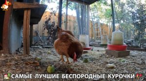 Цыплята и Курочки селяночки лучшие беспородные несушки 🥚 (473)