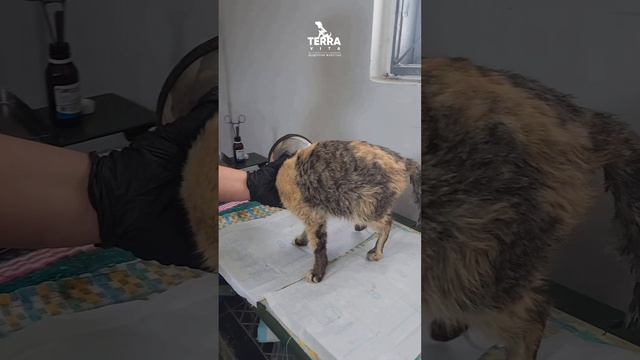 операционный день в приюте