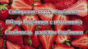Сибирские сорта Клубники. Обзор Клубники с питомника. Стоимость рассады клубники.