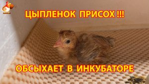 Присохший к оболочке цыпленок отдыхает в инкубаторе