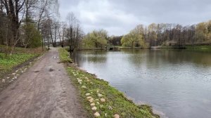 Короткая прогулка по парку вдоль озера в хмурую погоду