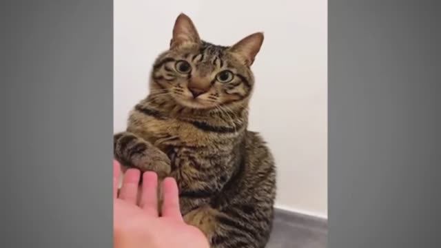 Смешные видео с домашними животными 🤣 прикольно и смешно🐕🐤🐈 Ржака попробуй не рассмеяться 🤯👀