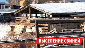 Соседство с душком: свиноферму в Шелеховском районе закрыли после многолетних жалоб