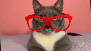 Котинет (котики не все) эдит