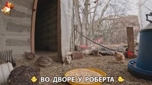 Содержание кур в домашних условиях и других птиц во дворе у Роберта 🐣🐤🦆🐔🪿🦃 (489)