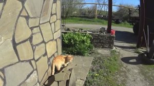 ЖИВЕМ В ДЕРЕВНЕ! ОПЯТЬ МОРОЗЕЦ,А ВСЁ ЦВЕТЕТ! НА ПОЧТУ, В КОЛОДЕЦ..БЕДНЫЕ ЖЕНЩИНЫ...