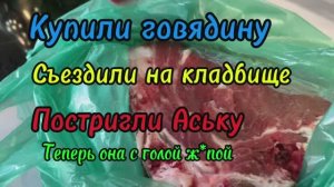 Купили говядину! Съездили на кладбище! Постригли Аську( теперь она с голой жопкой)