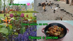 06-05-2026 /Краснодарский край/Непогода/Рис с овощами //Работа в саду//Тепло идёт на юг/Выгул цыплят