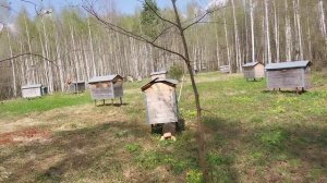 Медведь доел остатки мёда на лесной пасеке.