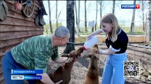 Спасенные лосята из Володарского района нашли заботу в конно-спортивном клубе
