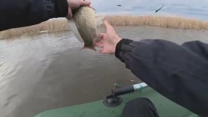 Ловля крупного карася на маховую удочку с поплавком. Рыбалка в тихом месте.