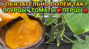 ПЕРВАЯ ПОДКОРМКА Огурцов, Томатов, Перцев и слабенькие сразу заплодоносят и дадут урожай ящиками!
