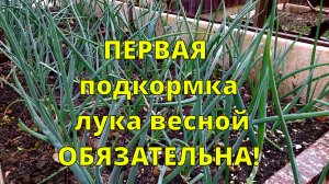 ЛУК ВЕСНОЙ: Первая ОБЯЗАТЕЛЬНАЯ ПОДКОРМКА ЛУКА! Секреты крупного урожая без стрелок и пожелтения