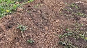 Земельные участки в Калининградской области.