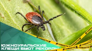 Челябинская область возглавила антирейтинг по количеству пострадавших от укусов опасных насекомых