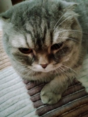 последний стрим