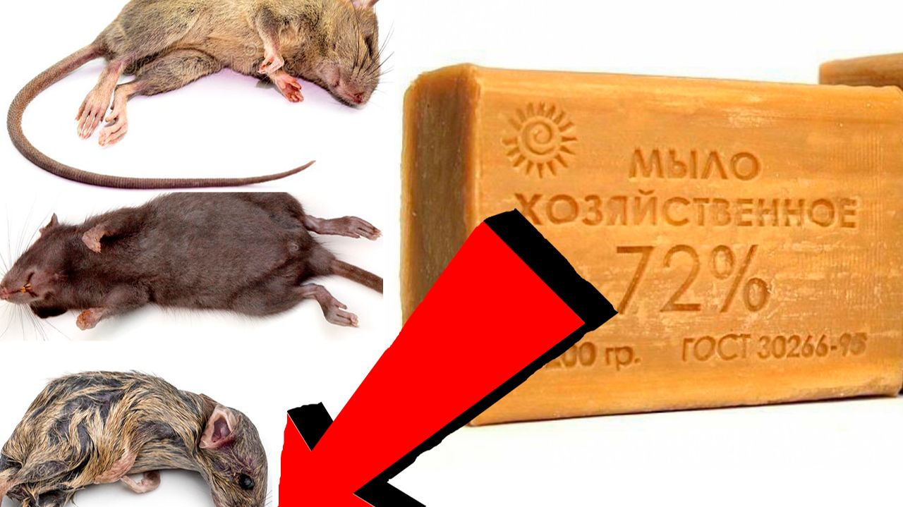 Как избавиться от мышей За 3 Секунды!
