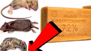 Как избавиться от мышей За 3 Секунды!