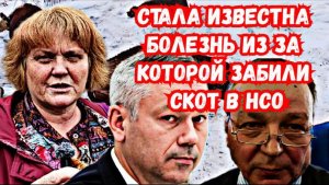 6 Мая - Стала известна болезнь из-за которой забили скот в Новосибирской области