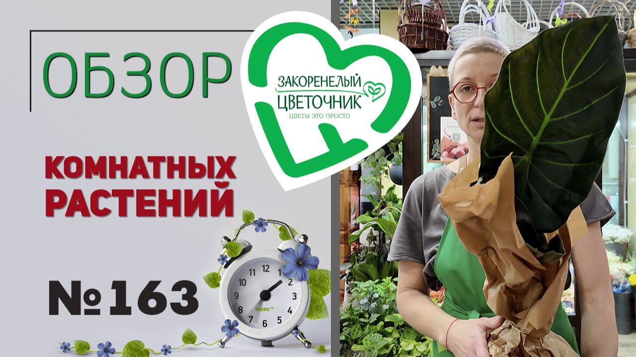 Обзор и распаковка. Огромная такка, новинки, алоказии, фикусы, кактус обезьяний хвост, пальмы. №163