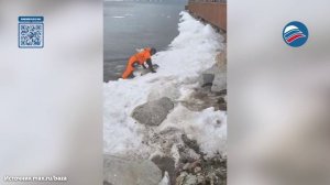 Магаданцы спасают жизнь осиротевшим детёнышам тюленя
