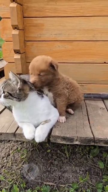 смешные кошки и собаки. смотреть онлайн