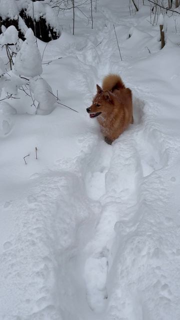 Ириша в ЗИМНЕМ ЛЕСУ Irisha In WINTER FOREST
