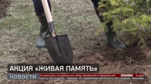 «Живая память»: еловая аллея. Новости. 06/05/2026. GuberniaTV