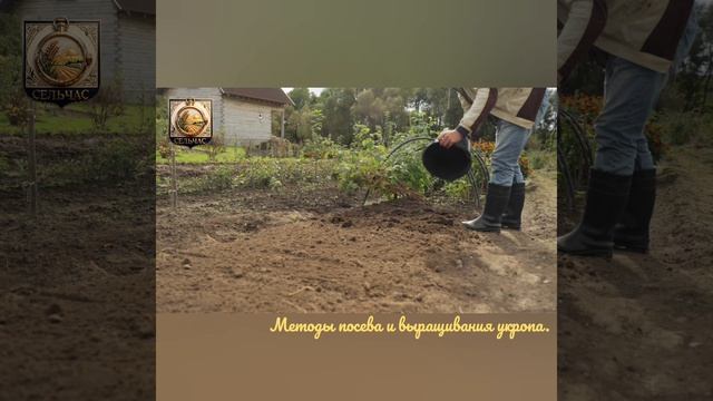 Методы посева и выращивания укропа.