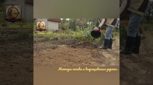 Методы посева и выращивания укропа.