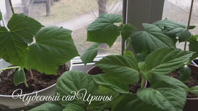 Апрель. Рассада овощей и не только