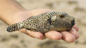 🐟 ОН ЛОВИТ ВОДУ ПЕСКОМ🌀ПРИЗРАК РИФА🌊Заснять его —большая  удача
