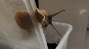 Моя улитка Ахатина пытается сбежать из домика