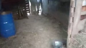 НЕ ДУМАЛИ и НЕ ГАДАЛИ,ЧТО ТАКОЕ ПОЛУЧИТЬСЯ// Жизнь в селе//
