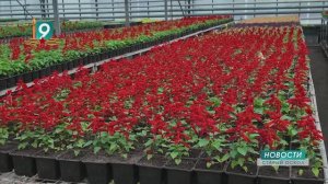 «Зеленстрой» наряжает город: к высадке готовы более 450 тысяч растений