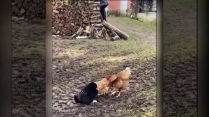 Даже куры понимают это, что нужно стоять друг за друга! А люди понимают?