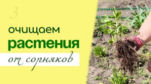 БОРЬБА с СОРНЯКАМИ на многолетних культурах