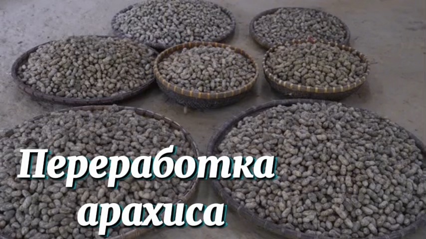 Переработка арахиса. Ухаживаем за огородом