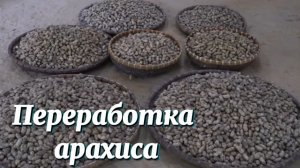 Переработка арахиса. Ухаживаем за огородом