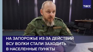 На Запорожье из-за действий ВСУ волки стали заходить в населенные пункты