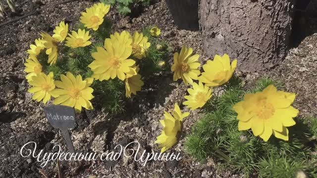 Майские выходные на даче. Первоцветы.