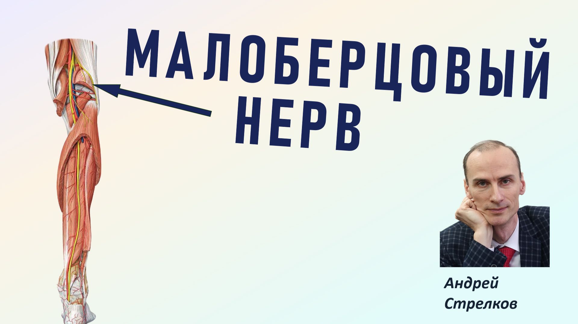 Малоберцовый нерв: ветви и зоны иннервации