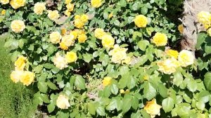 Желтые розы 💛