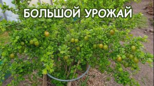 Крыжовник. Очень крупная ягода и большой урожай. Очень Важная подкормка.