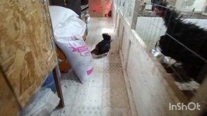 07-05-2026 Продала всех цыплят 🐥🤗