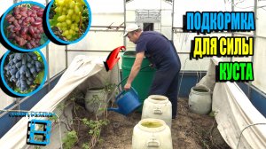 ВТОРАЯ ВАЖНЕЙШАЯ ПОДКОРМКА ВИНОГРАДА – АКТИВНЫЙ РОСТ ЛИСТЬЕВ И ПОБЕГОВ. СЕВЕРНЫЙ ВИНОГРАД 26-09