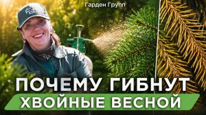 Хвойные весной: почему они гибнут и как это предотвратить