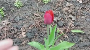 Мы, на даче/первые тюльпаны/холодает